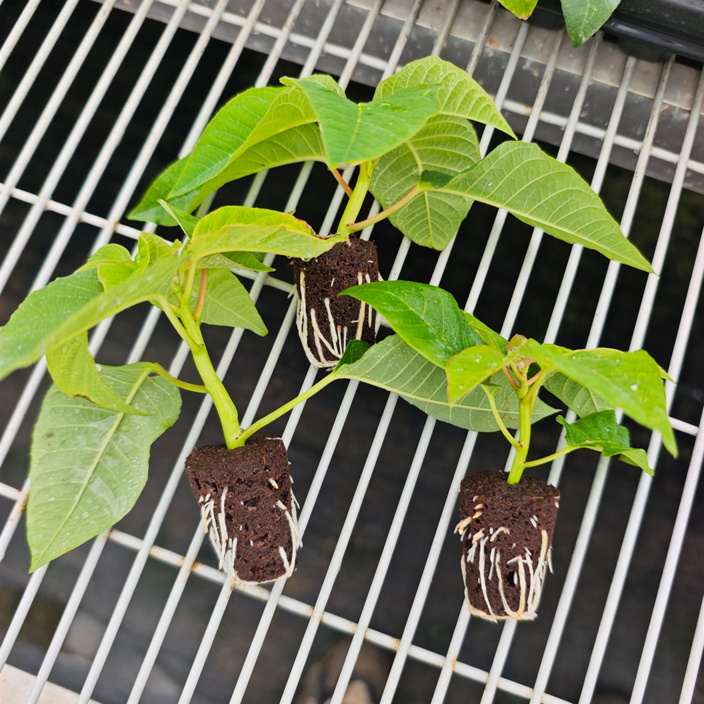 Cuttings propagation application using molded coir and peat substrate plugs