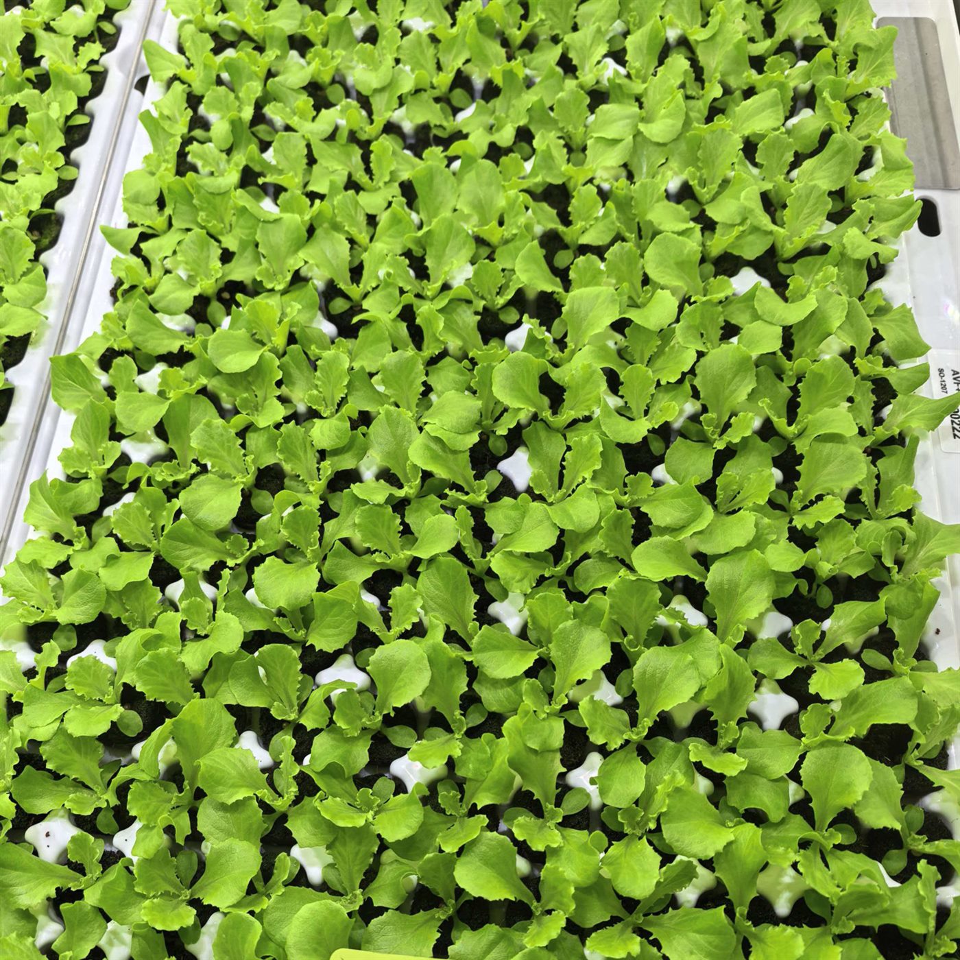 Hydroponic growing application using molded substrate plugs