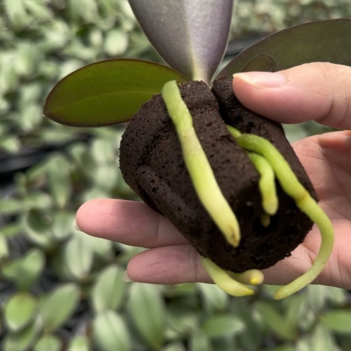 Orchid propagation application with molded growing media