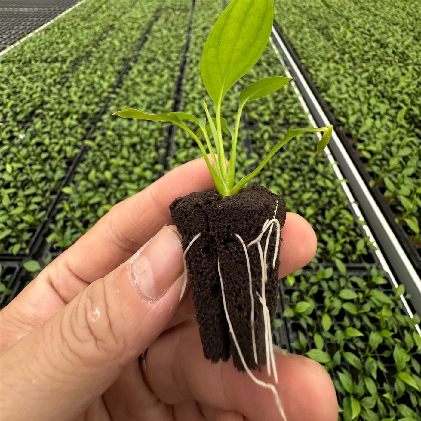 Tissue-culture propagation application using molded substrate plugs