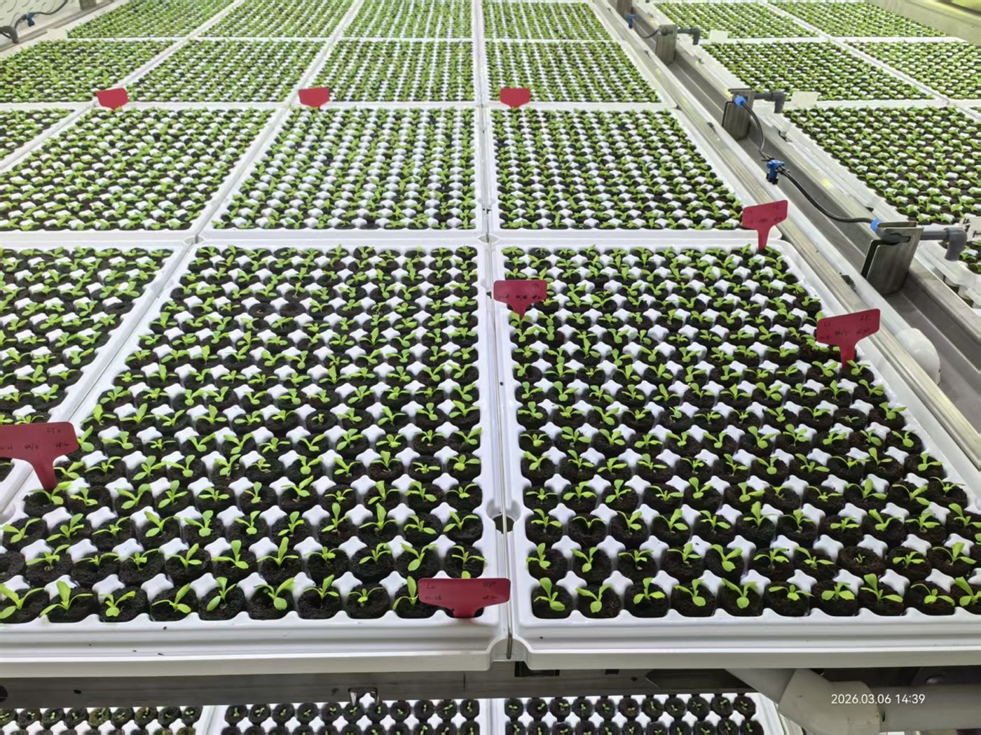 Controlled-environment plant factory using hydroponic growing media