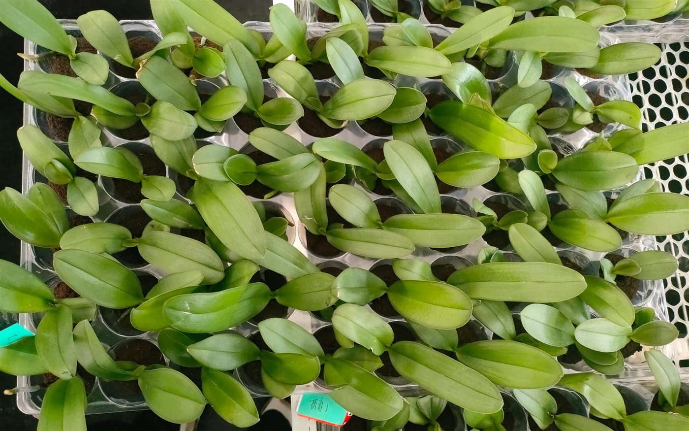 Batch of orchid plantlets in a nursery growing workflow