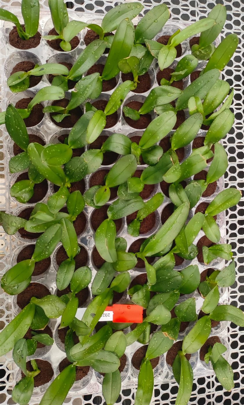 Single orchid plantlet established in molded substrate media