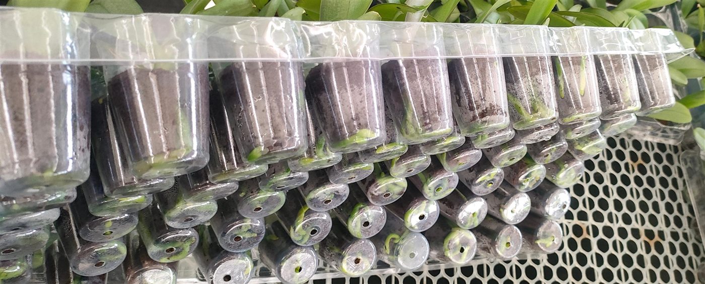 Orchid nursery plants in transparent cups for root-zone observation