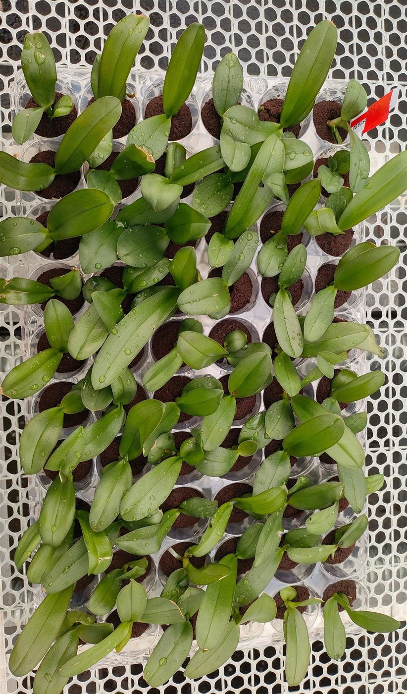 Orchid plantlets established in a nursery tray
