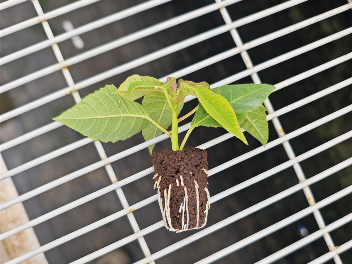 Visible roots extending through a molded substrate plug in an authorized application record