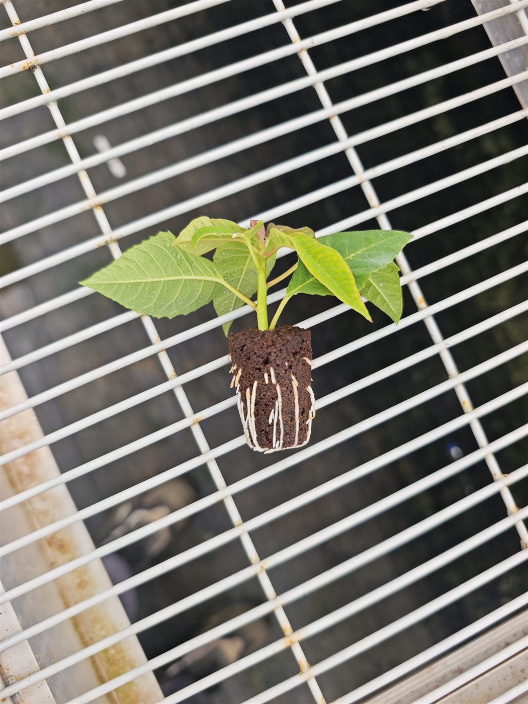 Visible white roots extending through a molded coir and peat substrate plug