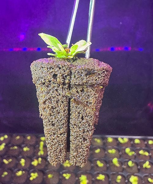 Tissue-culture plantlets during molded plug acclimatization