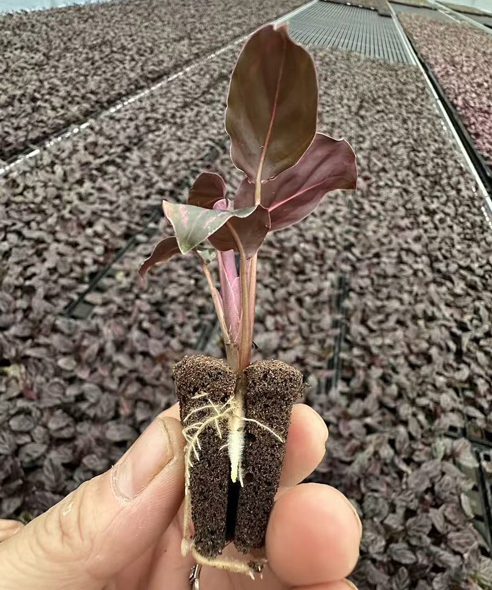 Ornamental foliage plantlets established in molded substrate plugs
