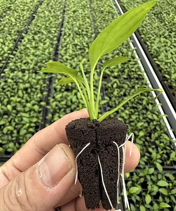 Nursery plantlet root ball held by molded substrate media