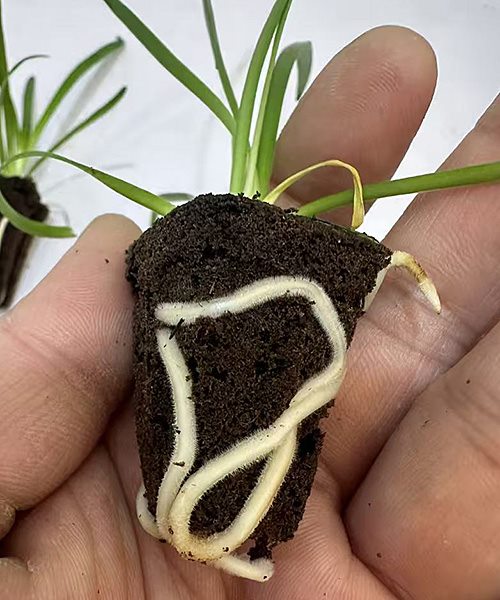 Plantlet roots wrapping a molded substrate plug after acclimatization