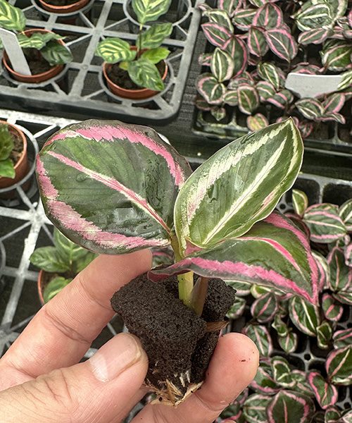 Variegated tissue-culture plantlet grown in a molded substrate plug