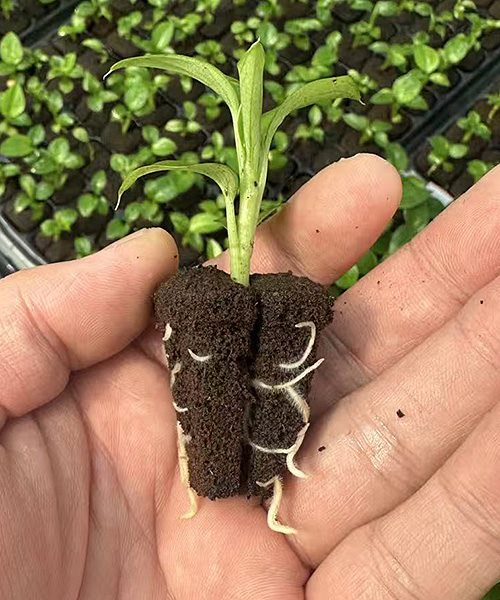 New white roots visible at the surface of a molded substrate plug
